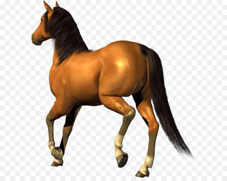 Cavalo，Grande Canto PNG