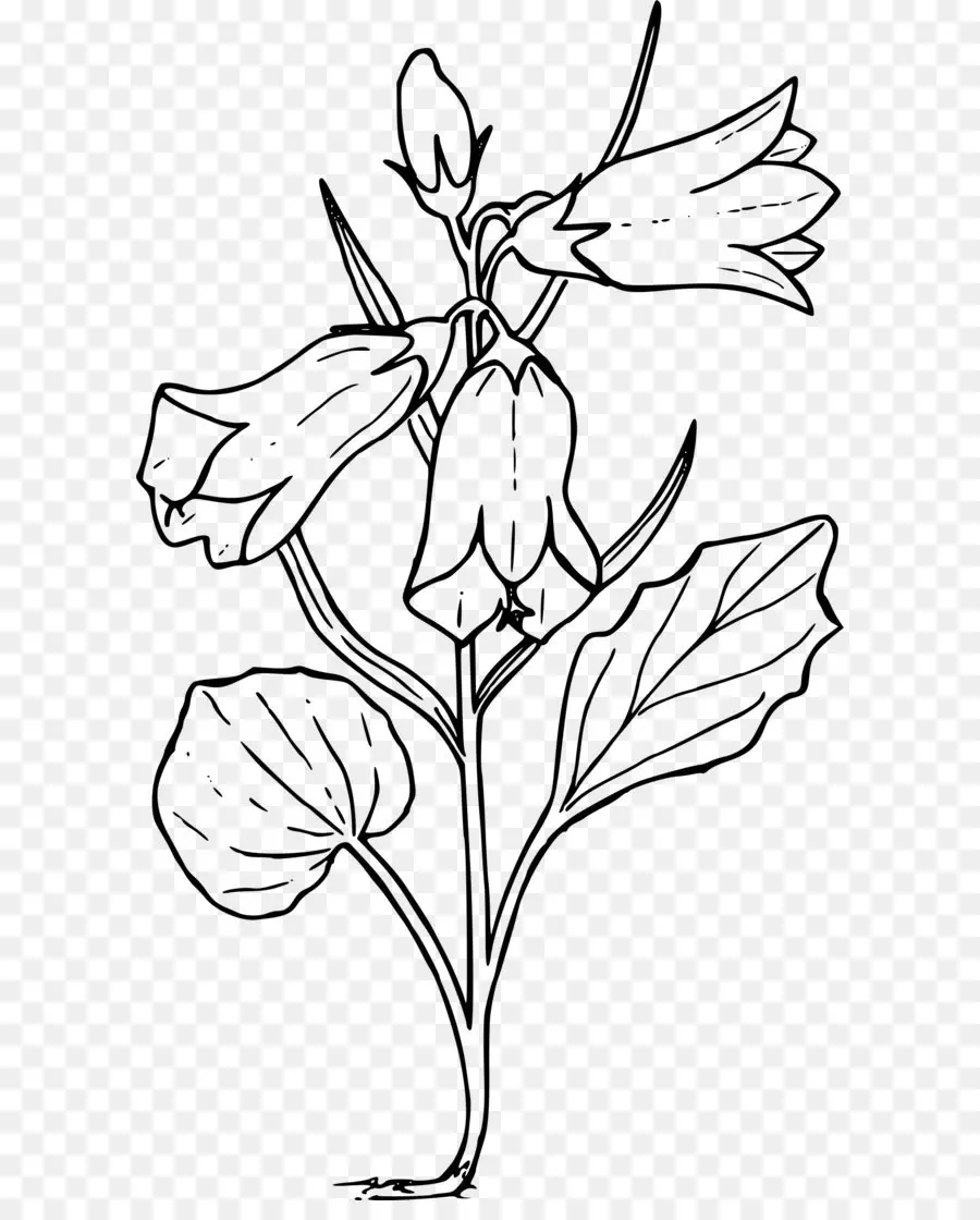 Desenho，Flor PNG