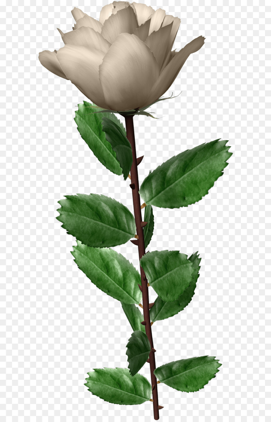 Rosa Branca，Tronco PNG