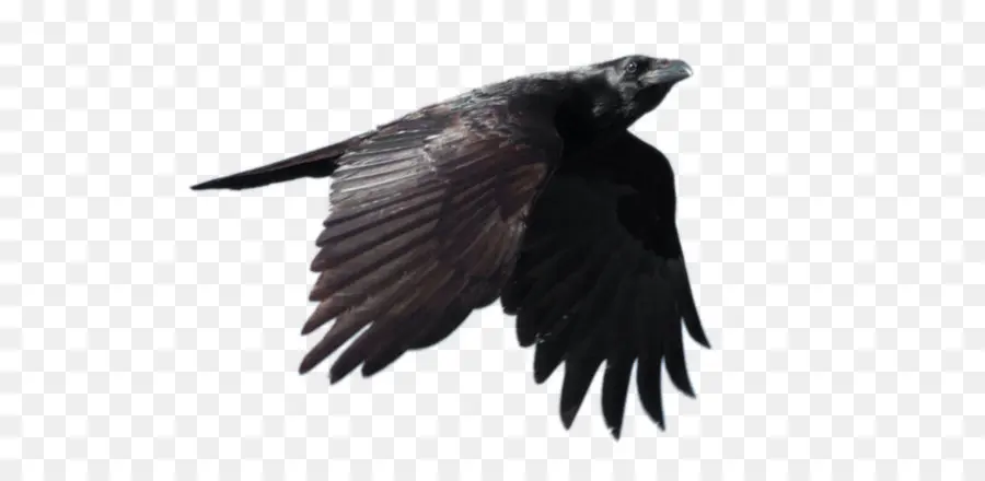 Comum Raven，De Arquivo De Imagem Formatos PNG