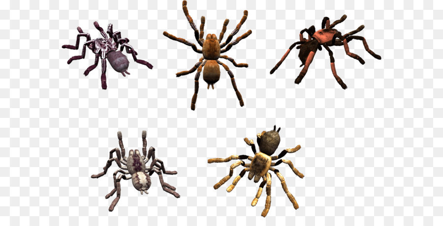 Aranha，Oito Pernas PNG