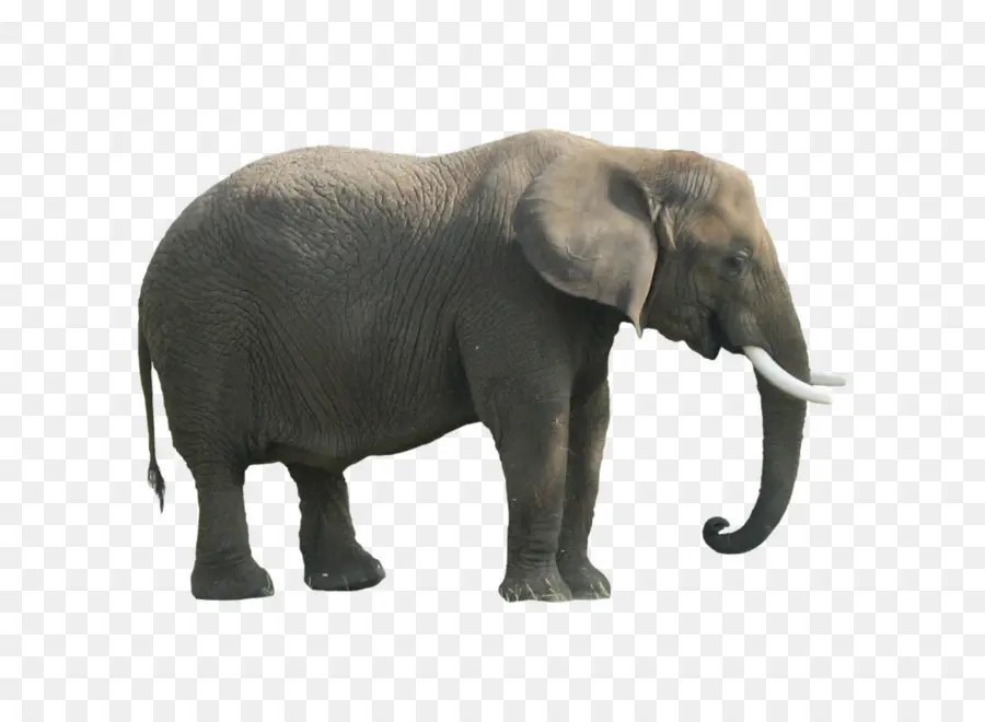 Afro Bush Elefante，Afro Floresta Elefante PNG