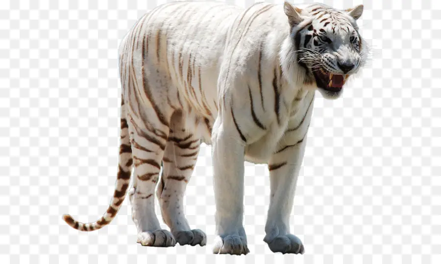 Bengala Tigre，Gato PNG