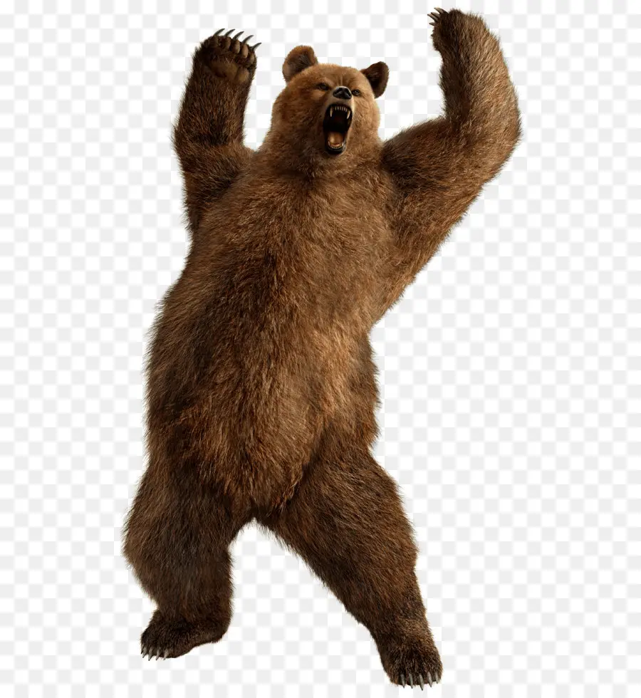 Urso，Marrom Urso PNG