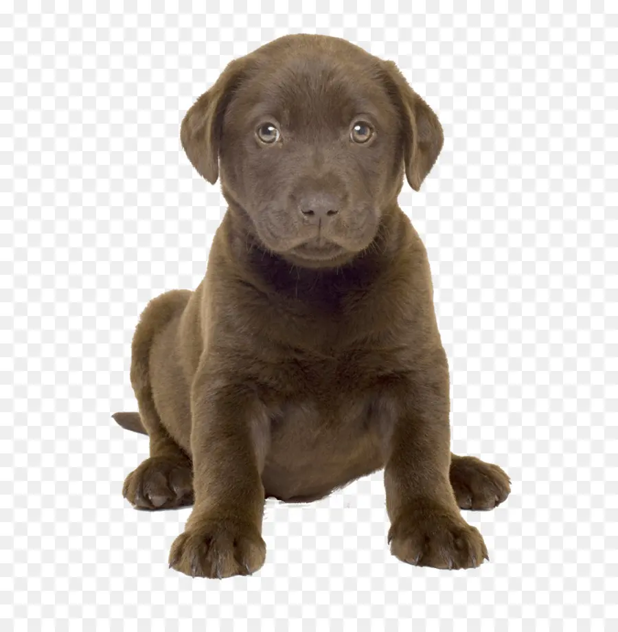 Labrador Retriever，Golden Retriever PNG