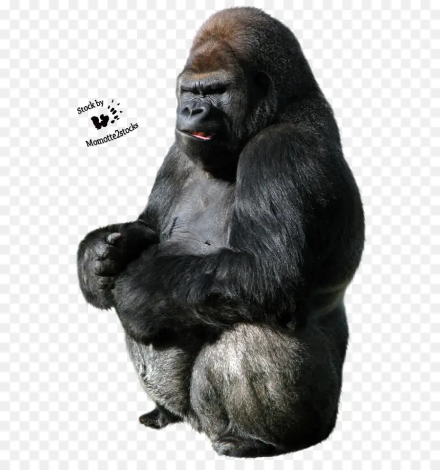 Ocidental Gorila，De Primatas PNG