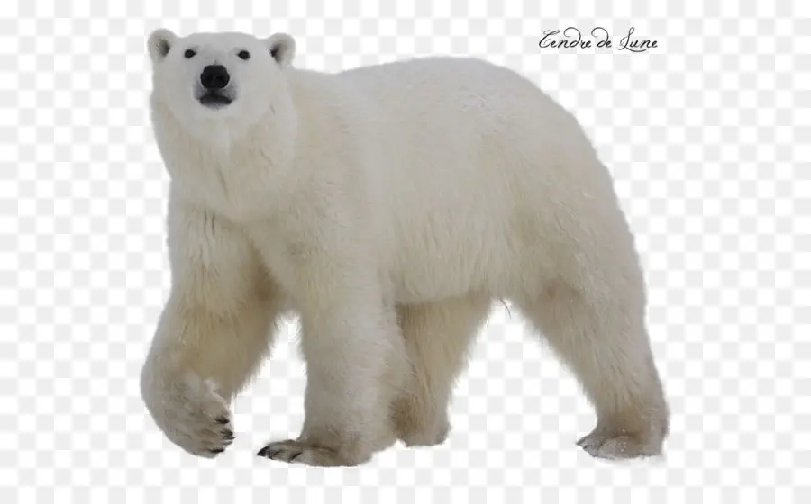 Polar Urso，Urso PNG