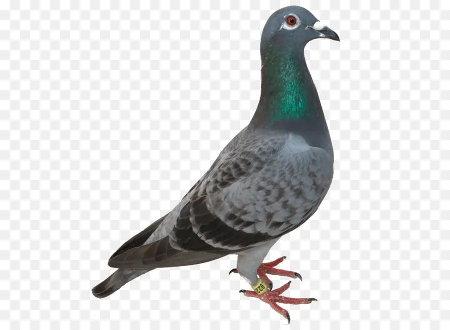 Pombo，Pássaro PNG