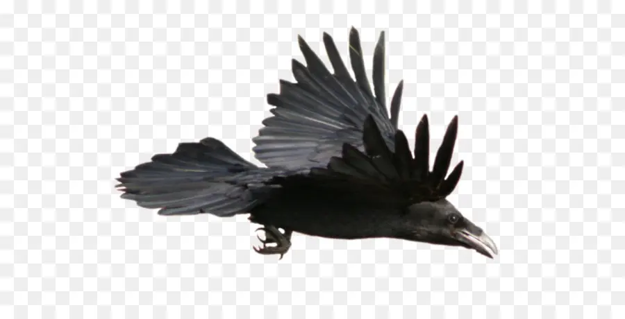 Comum Raven，Aves PNG