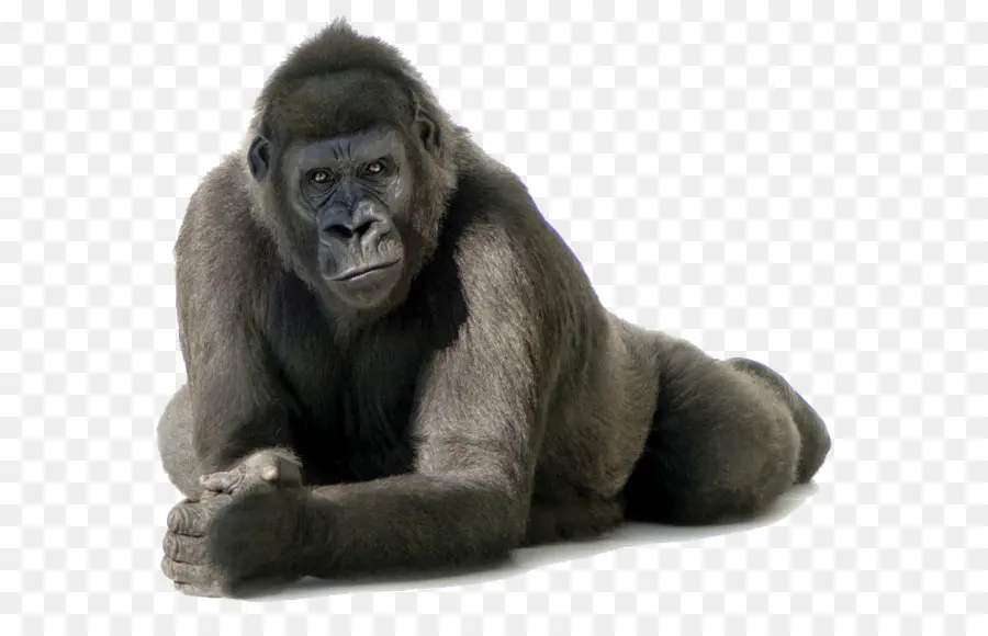 Comum Do Chimpanzé，De Primatas PNG