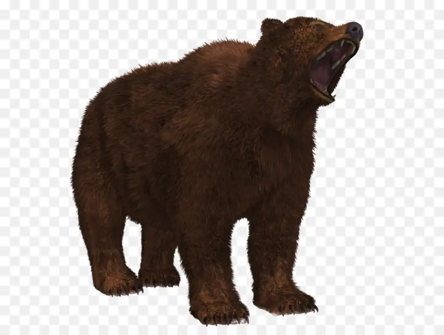 Urso，Alasca Península Marrom Urso PNG