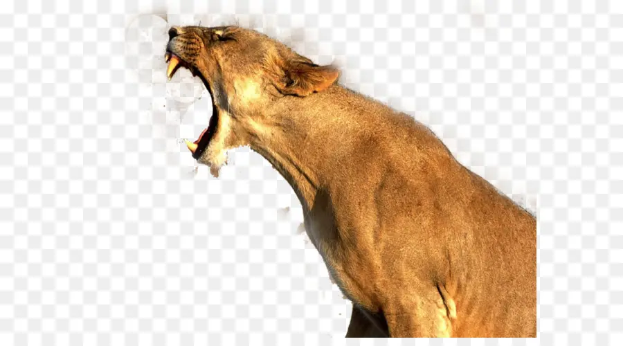 Leão，Cougar PNG