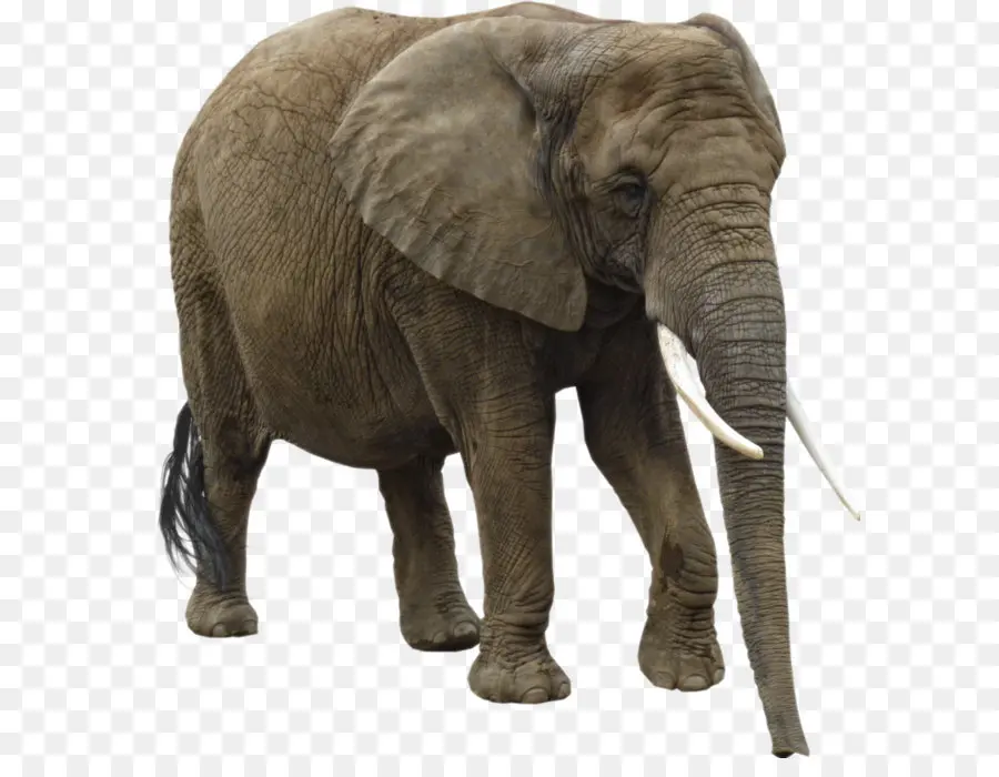 ásia Elefante，Afro Elefante PNG