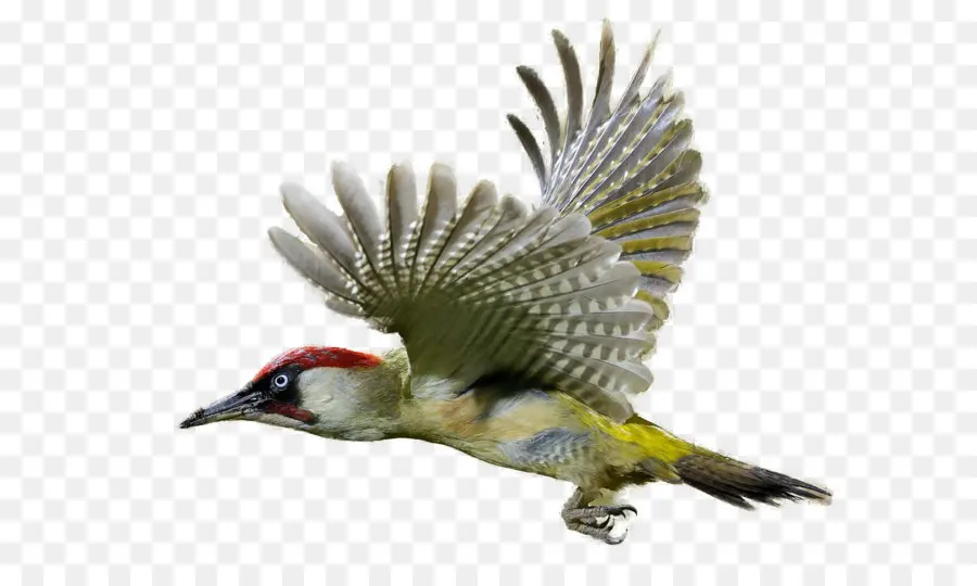 Pica Pau，Aves PNG