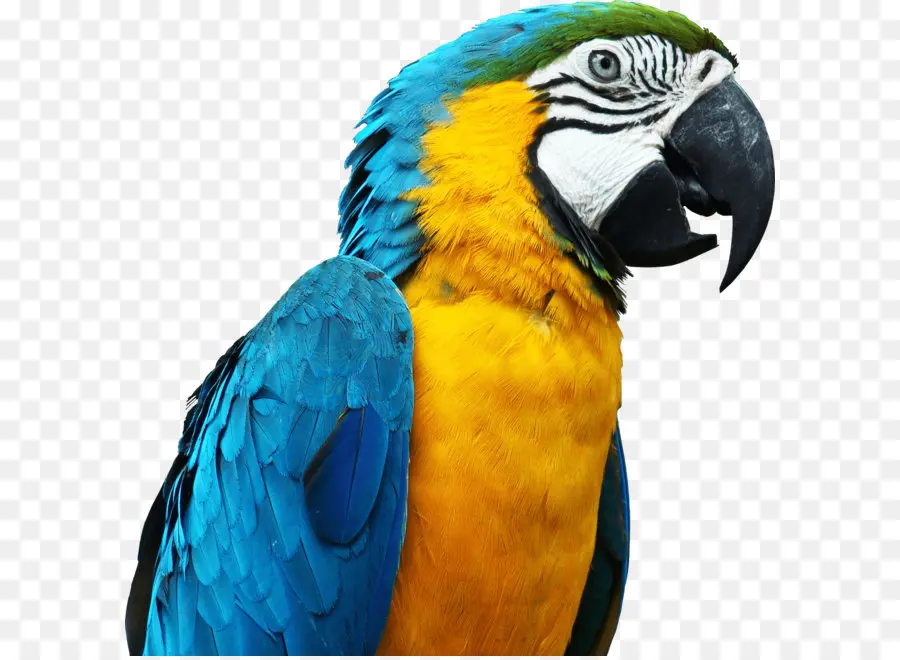 Papagaio，Ambiente De Trabalho Papel De Parede PNG