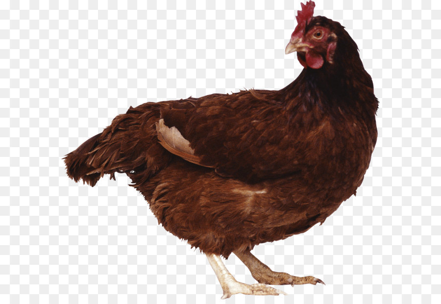 Frango，Galinha PNG