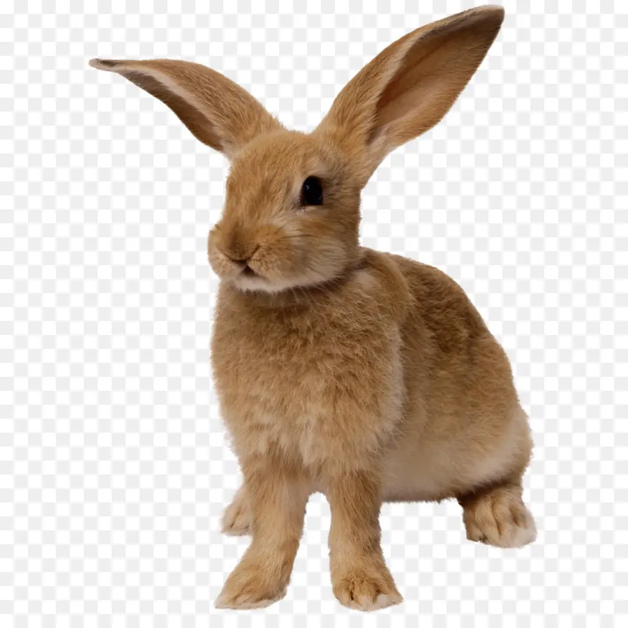 Cottontail Coelho，Nacionais Coelho PNG