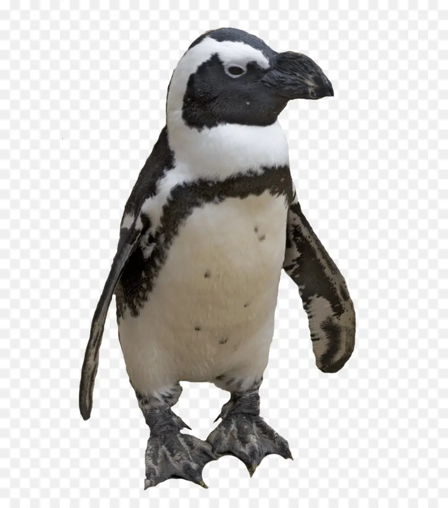 Pinguim，Pássaro PNG