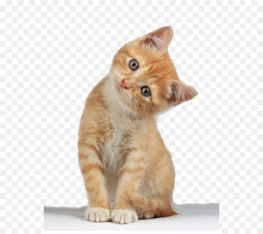 Gatinho Laranja，Bonitinho PNG