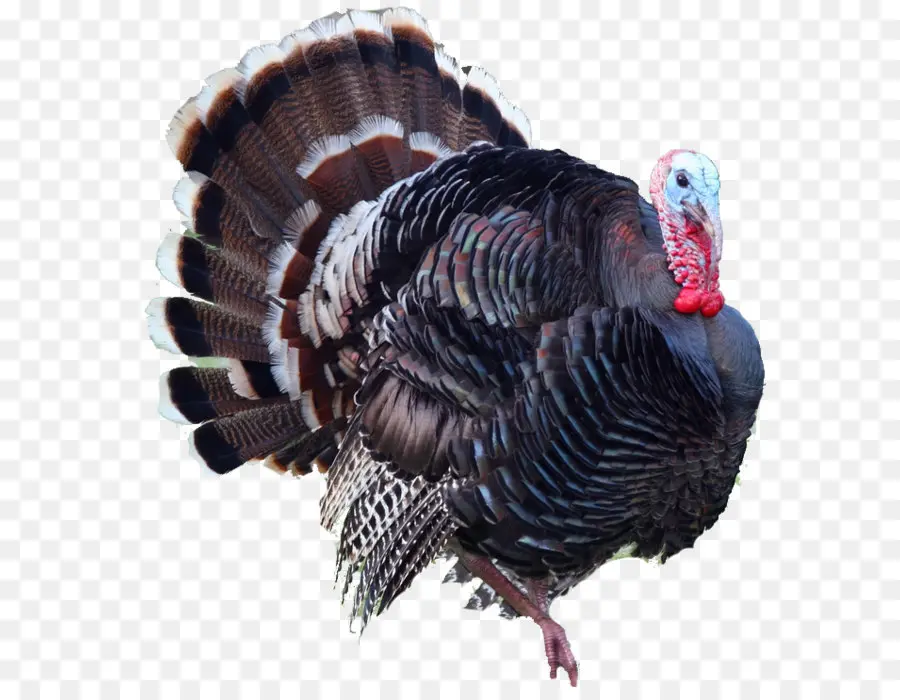 Estados Unidos，Ocellated Turquia PNG