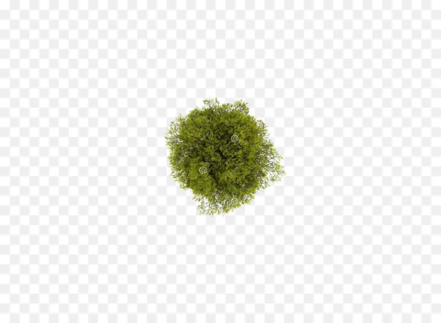 árvore，Planta PNG