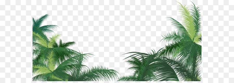 Arecaceae，Palma Ramo PNG