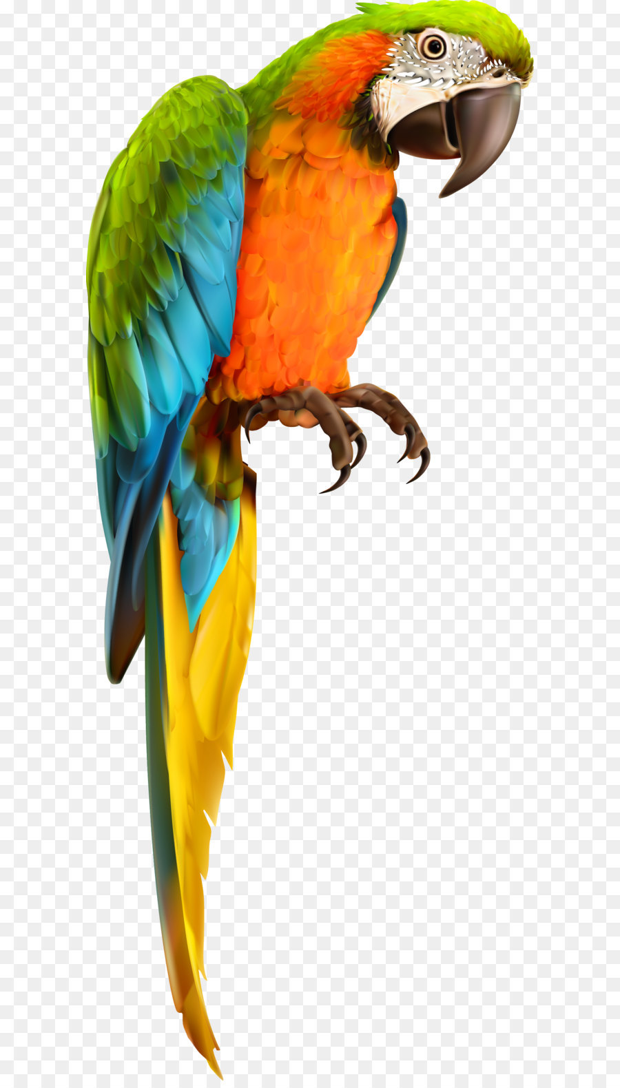Papagaio，Pássaro PNG