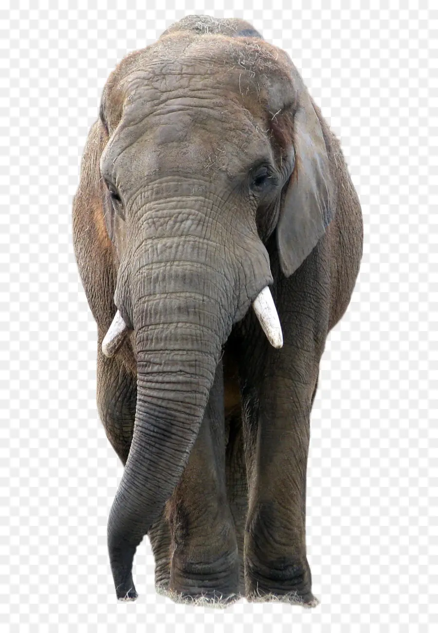 Afro Bush Elefante，ásia Elefante PNG