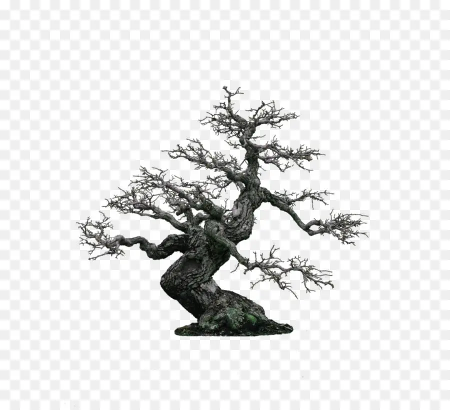 Bonsai，Ambiente De Trabalho Papel De Parede PNG