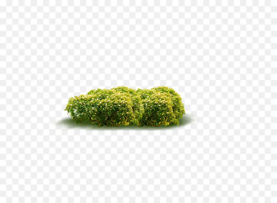 Arbusto，Planta PNG