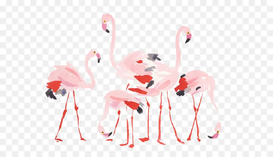 Flamingos，Rosa PNG