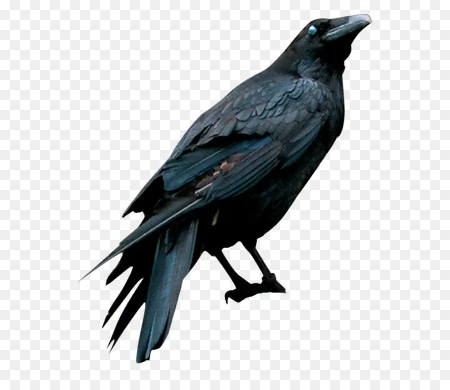Americana Corvo，Comum Raven PNG