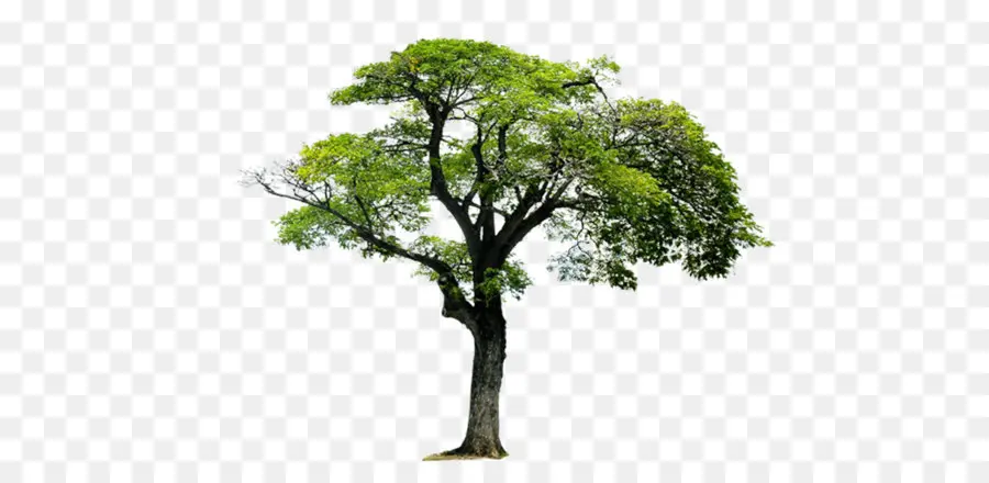 árvore，Monômero PNG