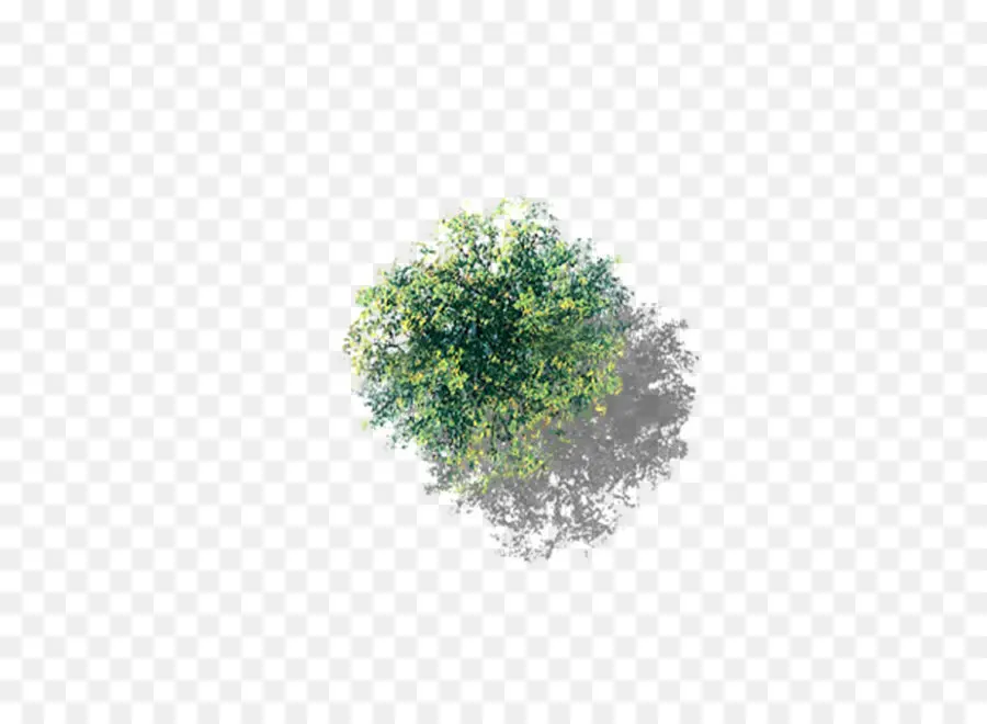 árvore，Cottonwood PNG