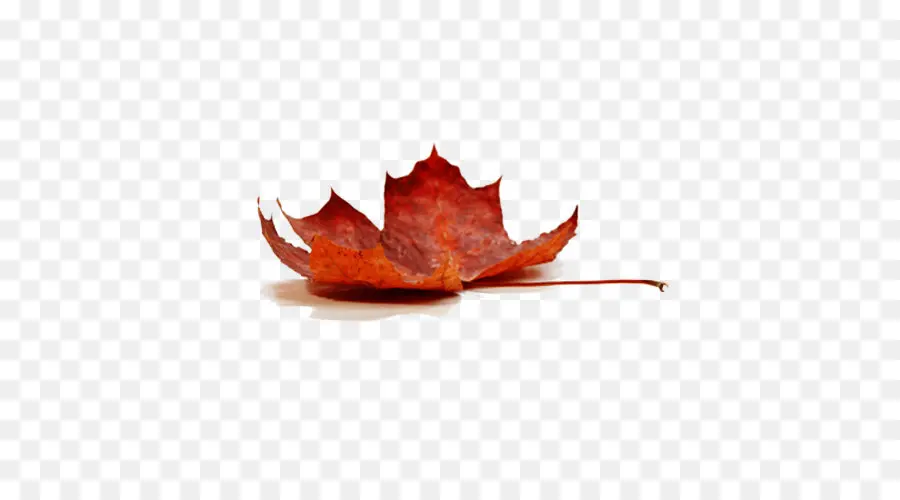Maple，Maple Leaf PNG