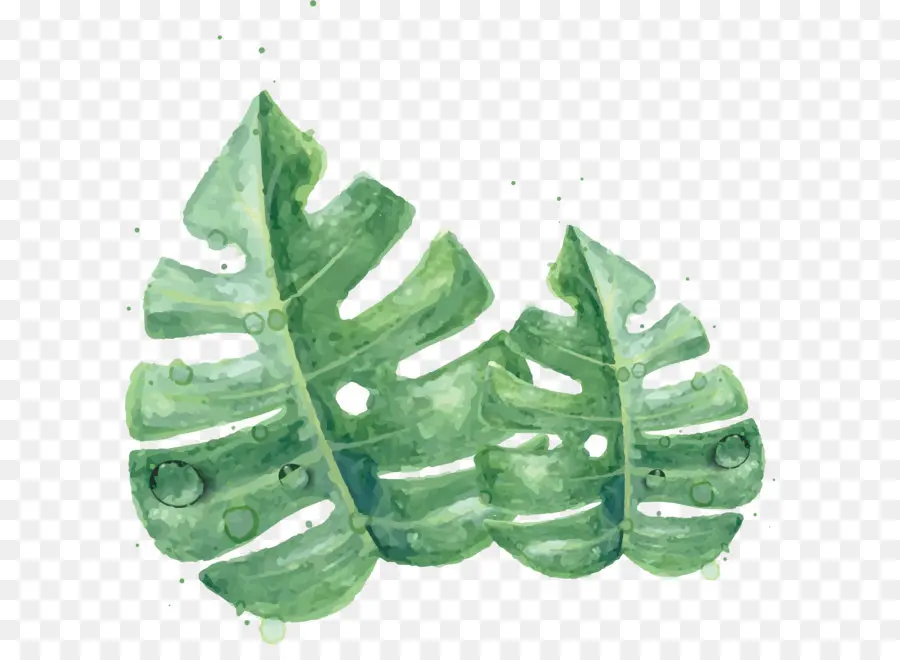 Verde，Folha PNG