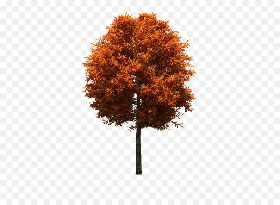 árvore，Maple PNG
