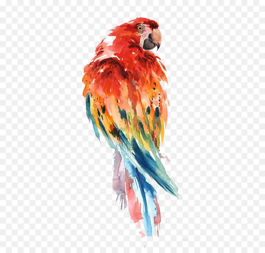 Papagaio，Aves PNG