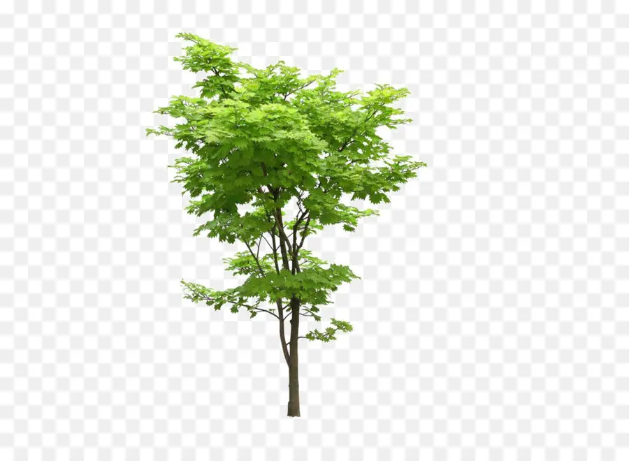 Japonês Maple，Acer Truncado PNG