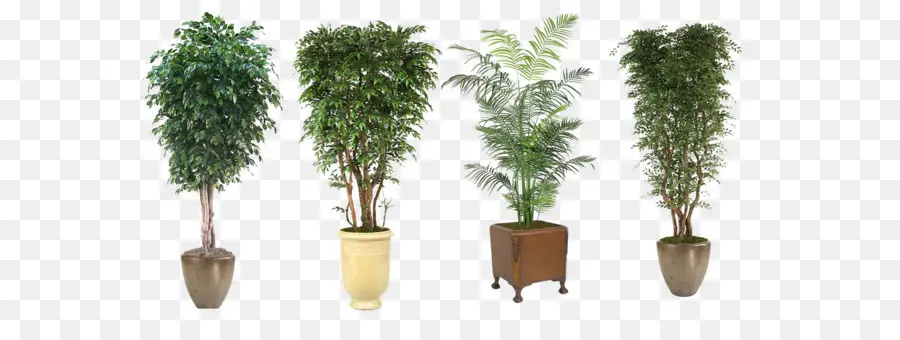 Vasos De Plantas，Interior PNG