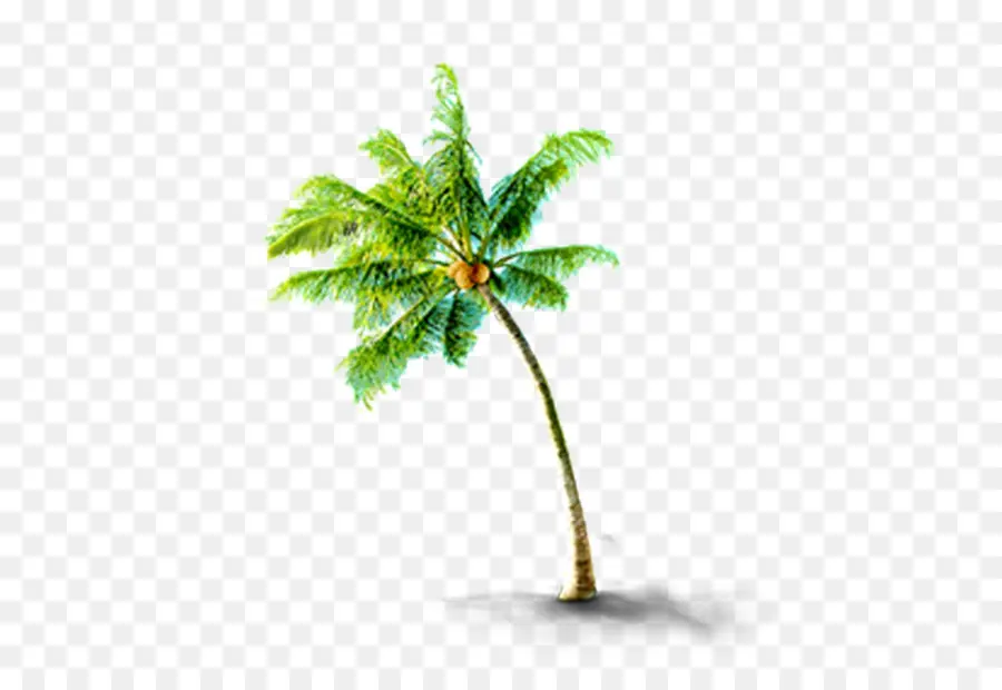 árvore，Coco PNG