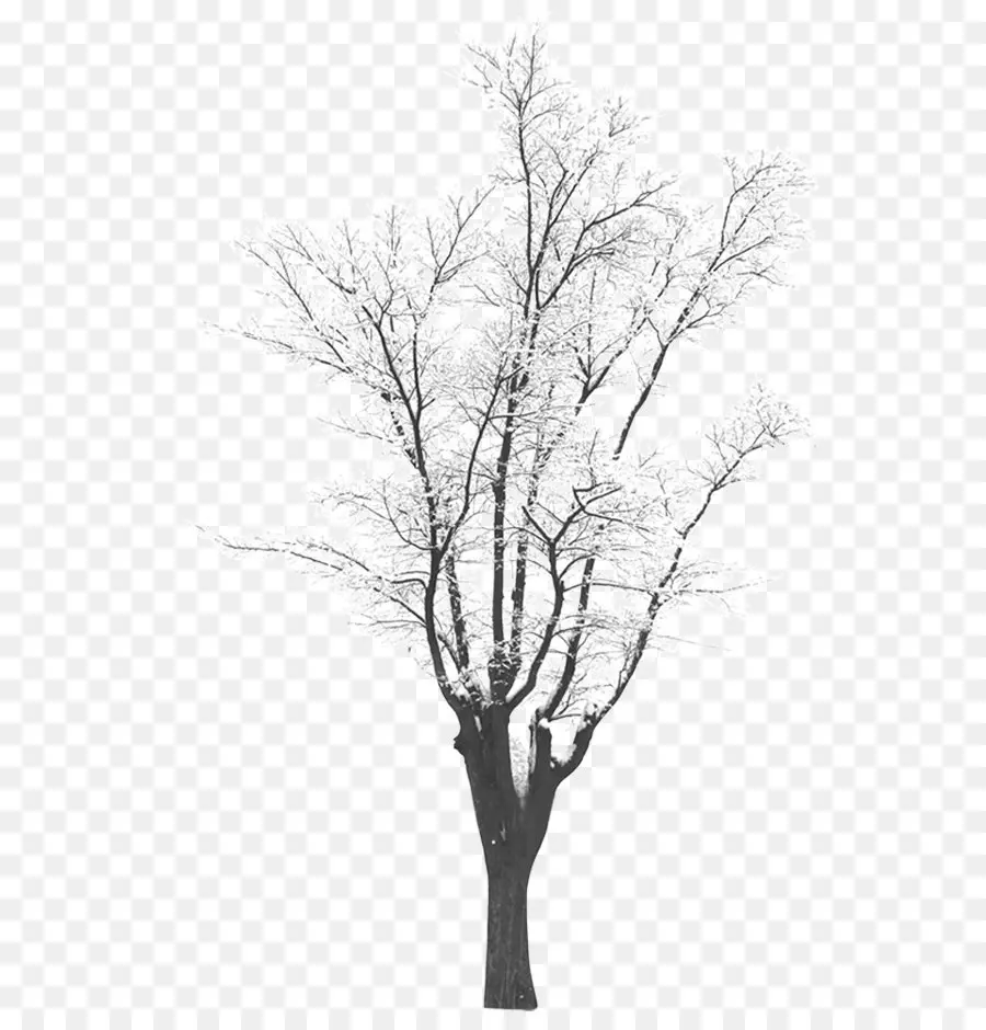 árvore，Inverno PNG