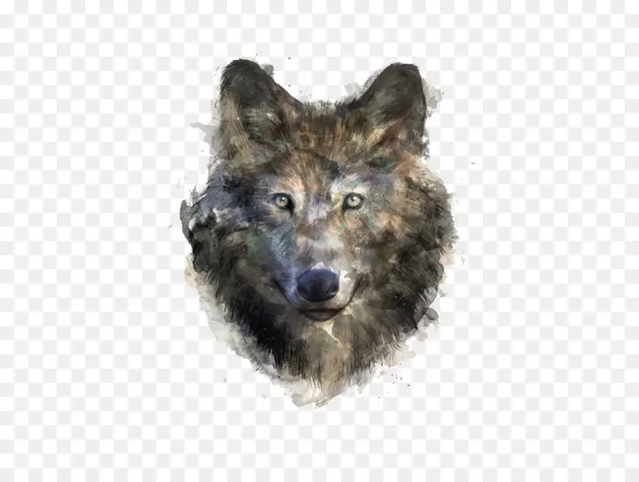 Cinza Lobo，Coyote PNG