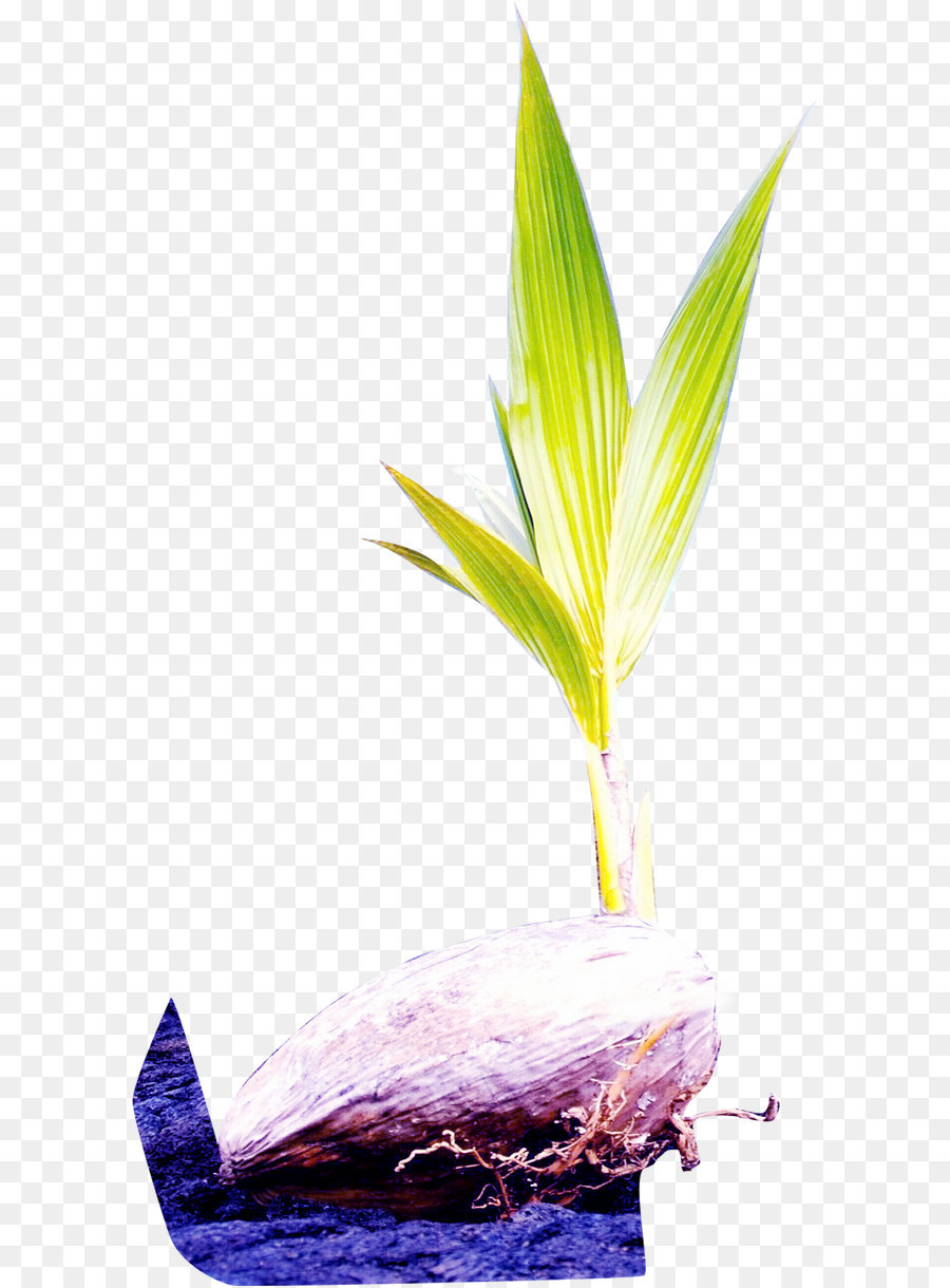 Roxo，Lilás PNG