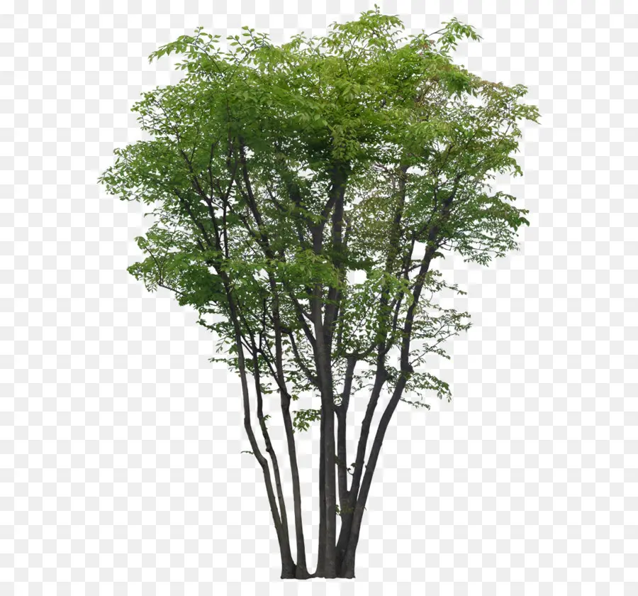 árvore，Jardim PNG