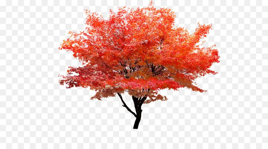 Vermelho Maple，árvore PNG