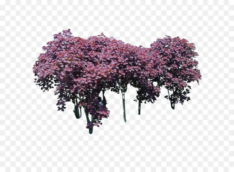 Arbusto Roxo，Natureza PNG