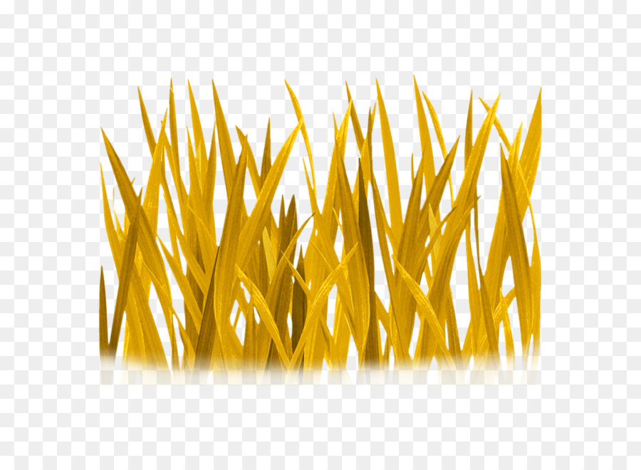 Microchloa，Na Parede Do Decalque PNG