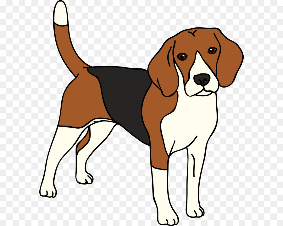 Beagle，Akita PNG