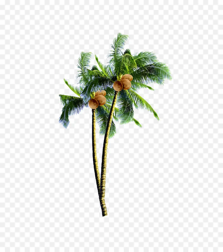 Arecaceae，Coco Doces PNG